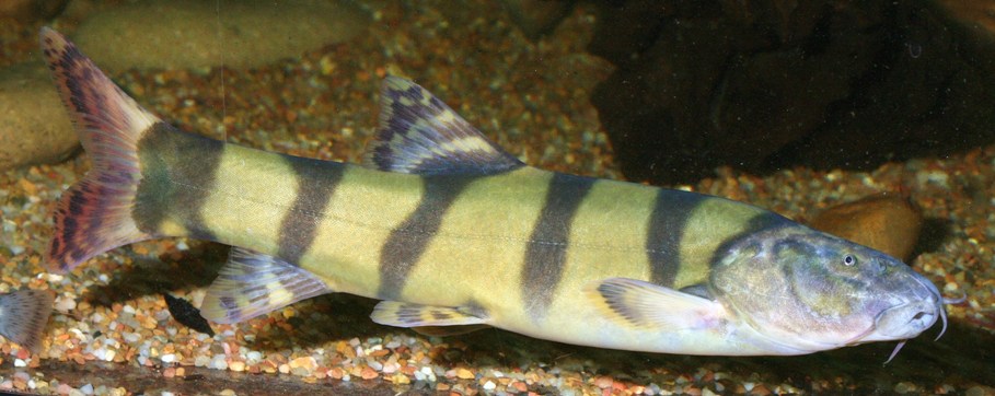 This subadult is one of very few specimens being maintained by private aquarists.