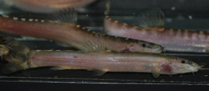 Newly-purchased/stressed specimens typically exhibit pale colouration.