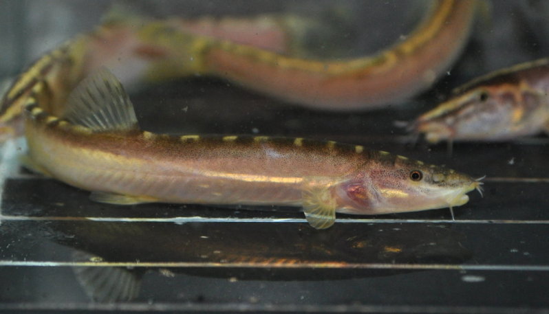 Another newly-purchased individual displaying pale, stress-related colour pattern.