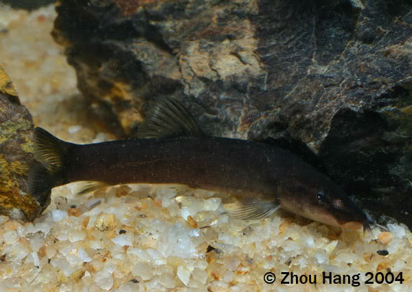 'Standard' form with comparatively large eyes.