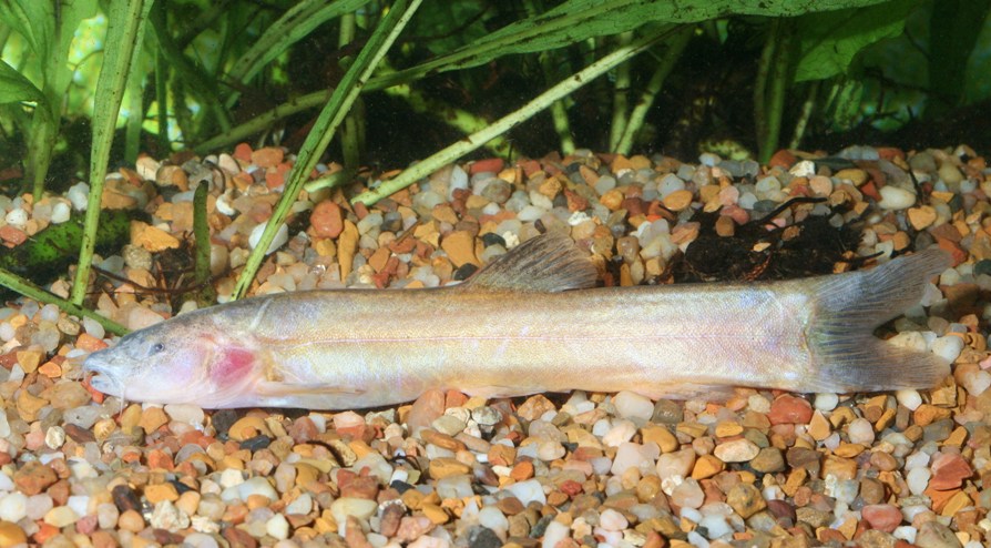 ...to entirely leucistic.