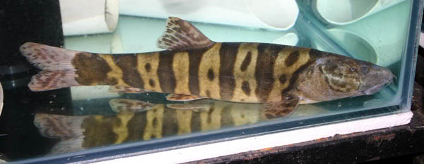 An older specimen.