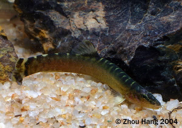 This species is very rare in the hobby but is available on occasion.