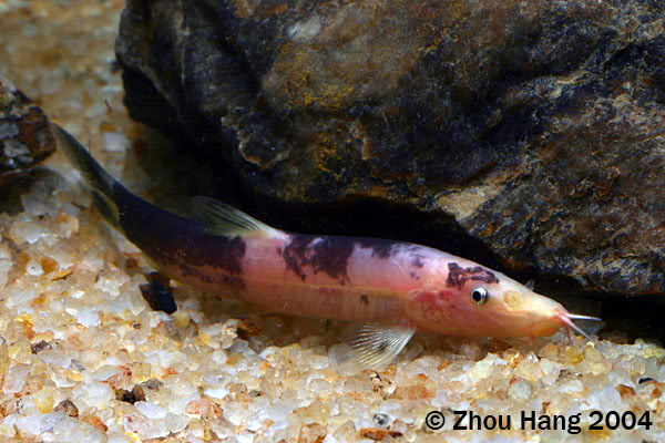 This species exhibits varying degrees of hypopigmentation from this 'piebald' patterning...