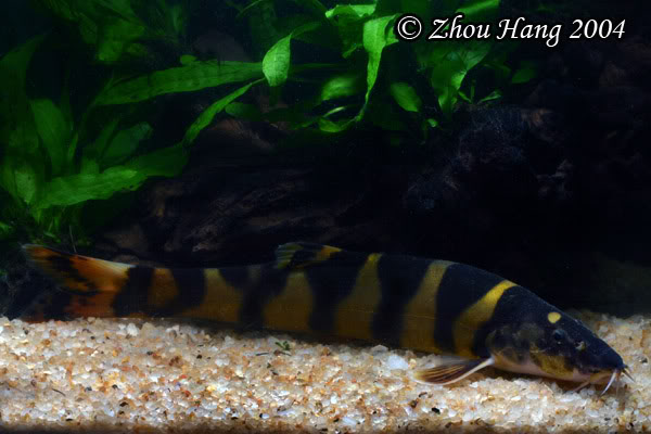 This species is sometimes confused with the much bigger, stockier L. elongata.