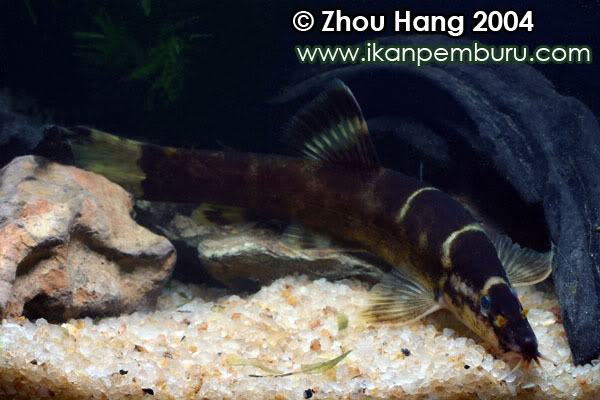 Images of this species are few and far between.