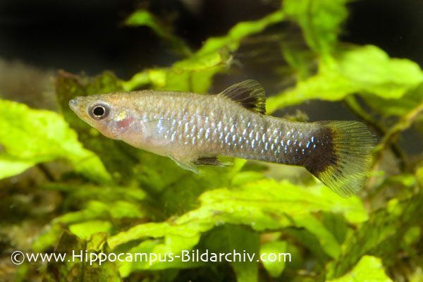 Limia melanogaster male