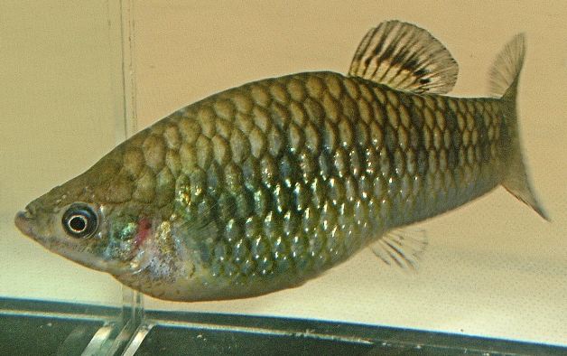 Limia nigrofasciata female