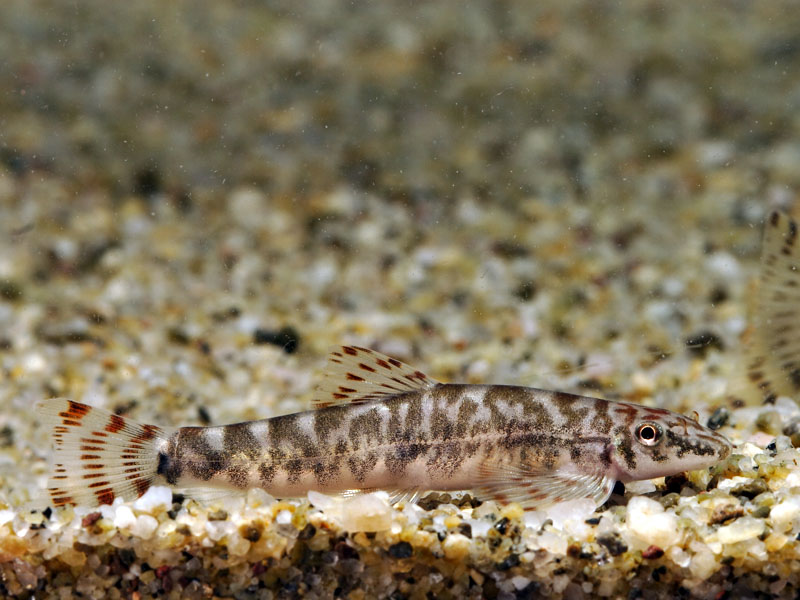 Typically-patterned specimen.