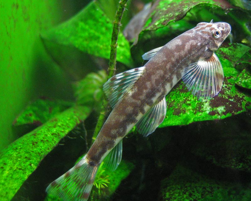 Semi-dorsal view of the same specimen as in the previous image.