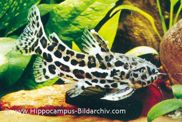 Liosomadoras oncinus