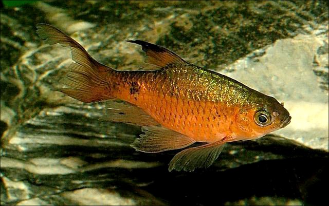 This long-finned form is selectively-bred for the trade.
