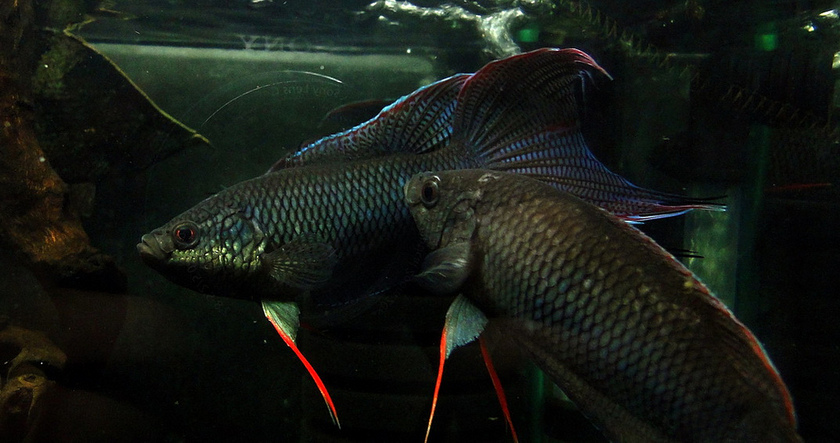 Adult males in territorial display.