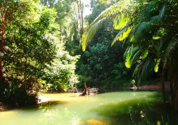One of the localities close to Marudi where B. macrostoma can be found.