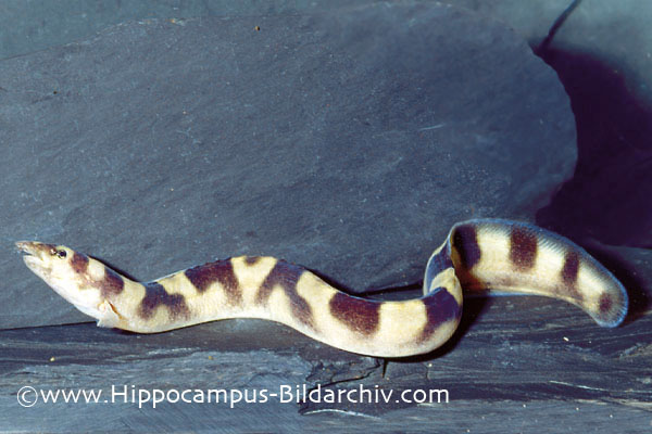 Caecomastacembelus plagiostomus