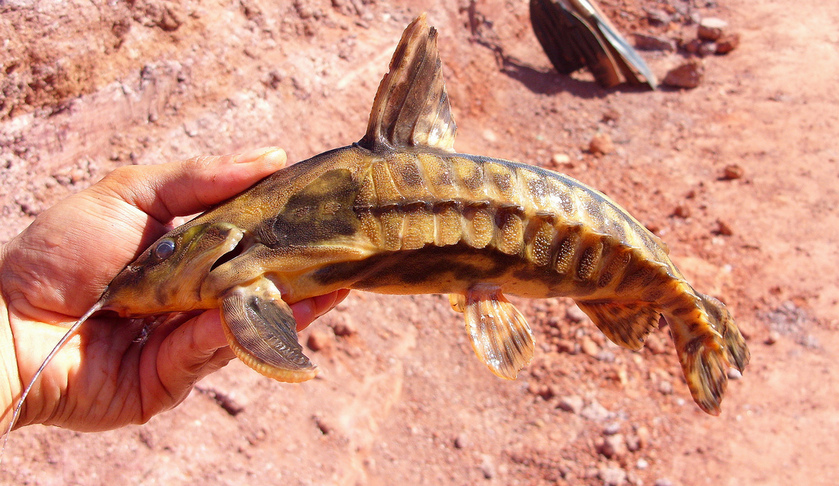 Wild specimen pictured in the field, rio Tocantins system, Brazil.