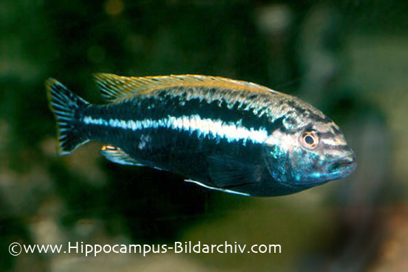 Melanochromis auratus adult male