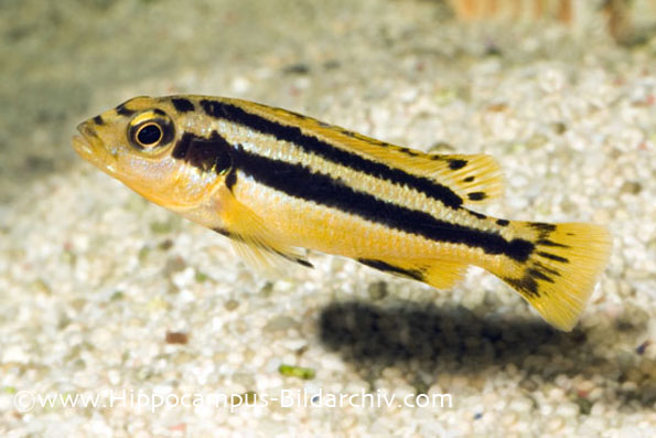 Melanochromis chipokae juvenile