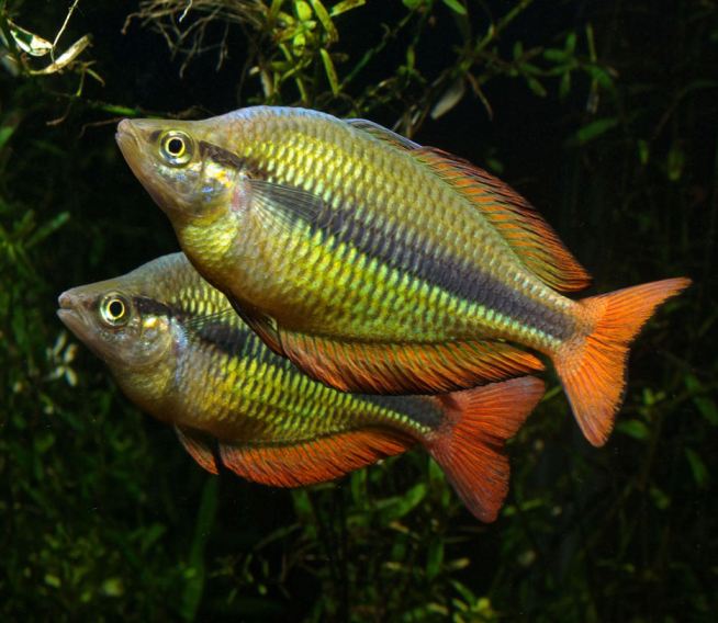 Two sparring males of Melanotaenia herbertaxelrodi.