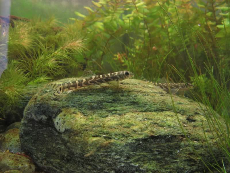 Newly-imported young fish - note the dorsal-fin damage in the front specimen.