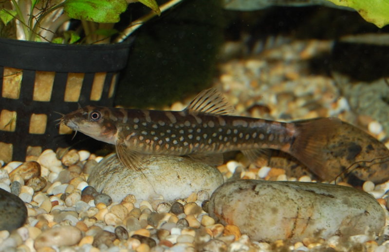 Adult female from the UK aquarium trade.