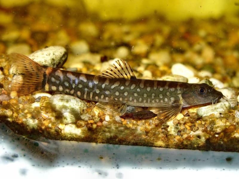 Body colouration and patterning tend to vary. This male was imported to the UK in 2009.