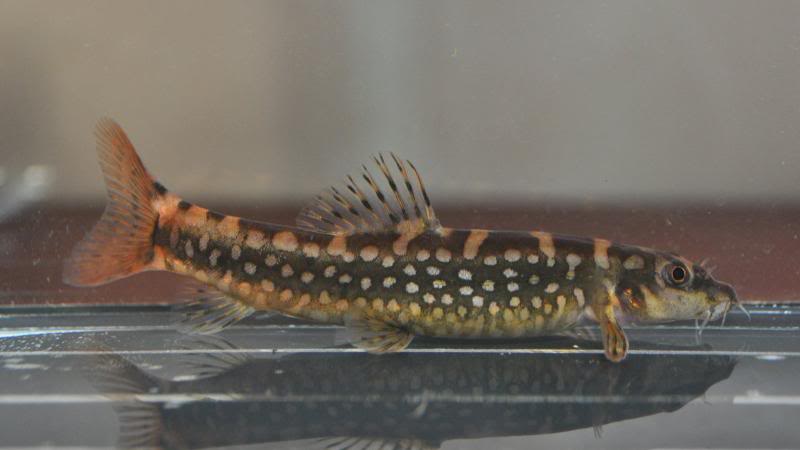 Probable female specimen, again with different colour pattern.