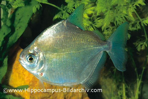 Metynnis argenteus
