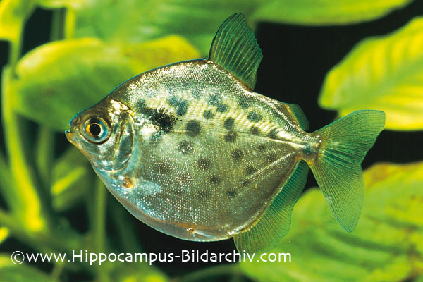 Metynnis maculatus