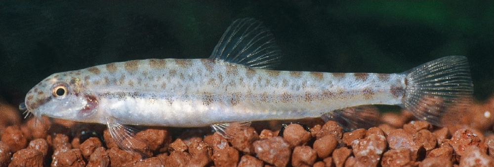 Male specimen from the river Thua Luu, Vietnam.