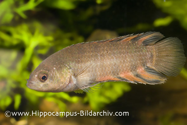 Microctenopoma ansorgii male; normal colouration