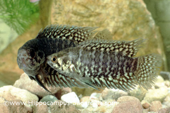 Microctenopoma fasciolatum form "b" males