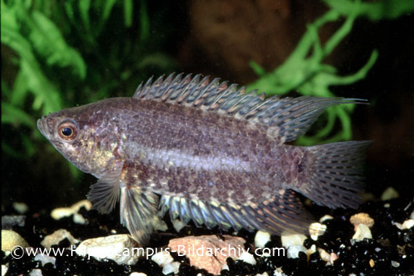 Microctenopoma fasciolatum form "c" male