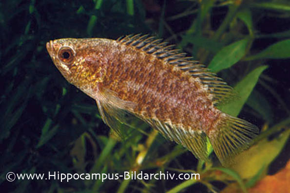 Microctenopoma fasciolatum form "c" female