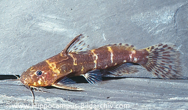 Microsynodontis batesii