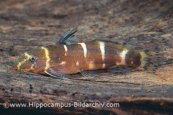 Microsynodontis polli
