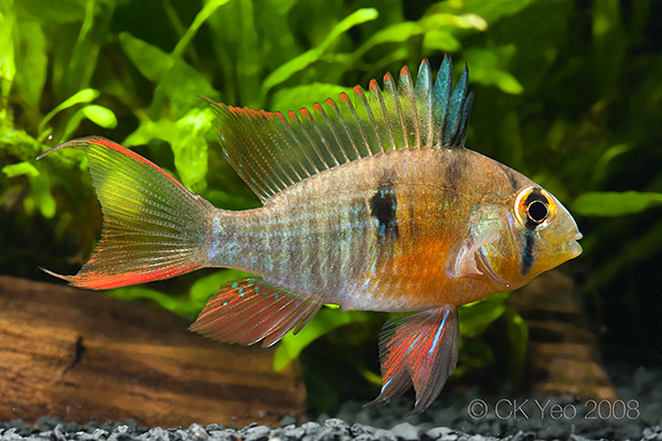 Adult specimen from the Singapore aquarium trade.