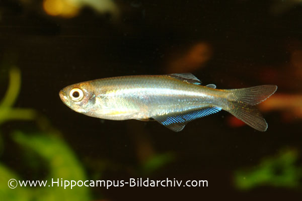 Mimagoniates microlepis