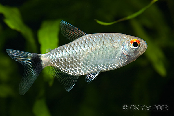 Moenkhausia sanctaefilomenae