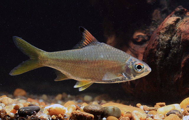 Wild-collected subadult.