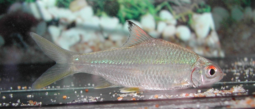 Young specimen.