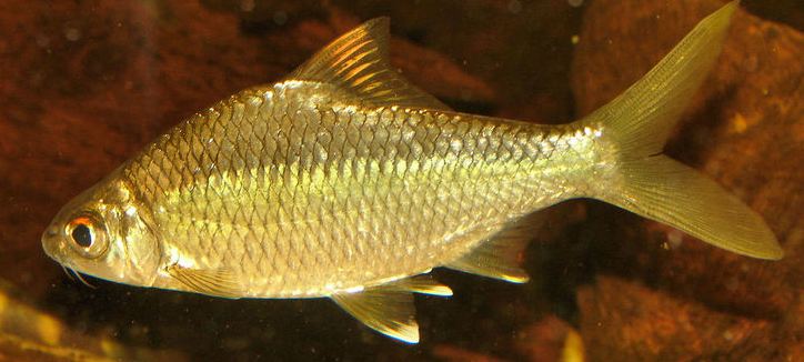 Well-conditioned adult.