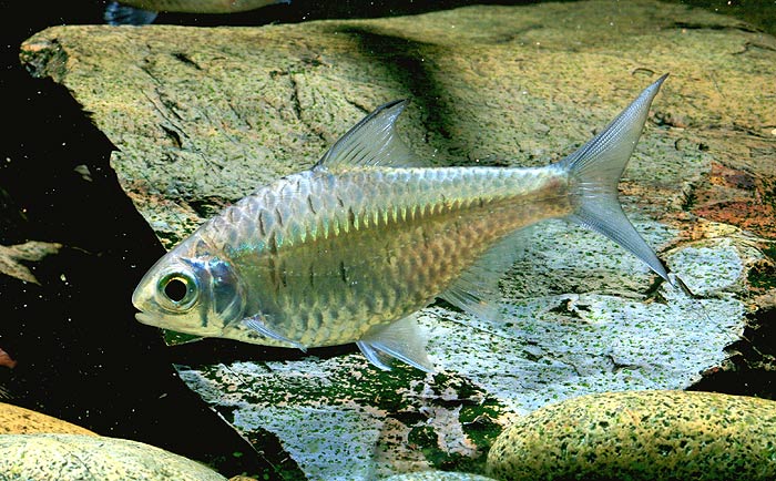Specimen from central Thailand.