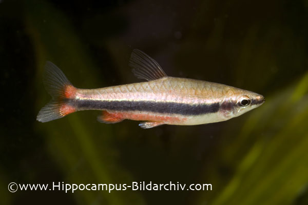 Adult male from the german aquarium trade.