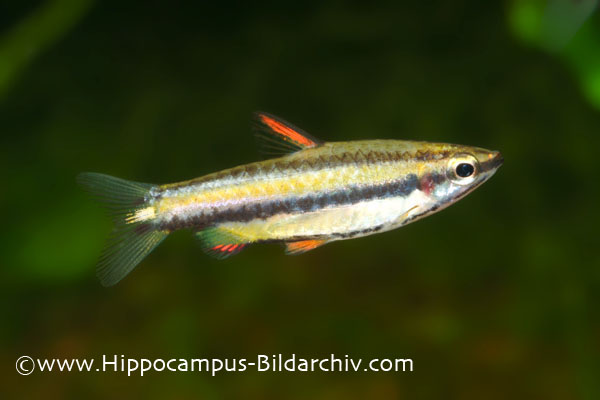 Individual from the upper Amazon region with no red markings on the flanks.