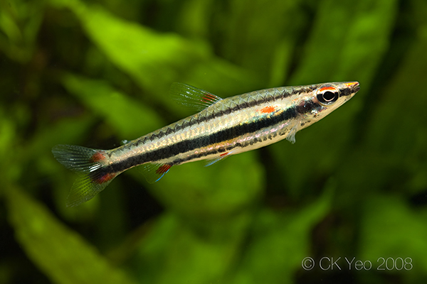 Male of the most commonly-traded form of the species with a red blotch posterior to the opercle, posterior to the opercle.