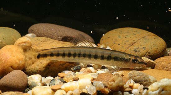 This species has unique body patterning within the genus (see 'notes').
