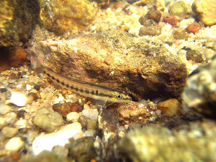 Wild specimen in its natural habitat, Surathani province, Thailand.