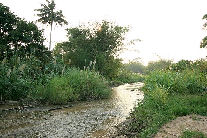 Habitat in Surathani province, southern Thailand.