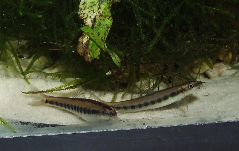 Adult pair in the aquarium, female left.